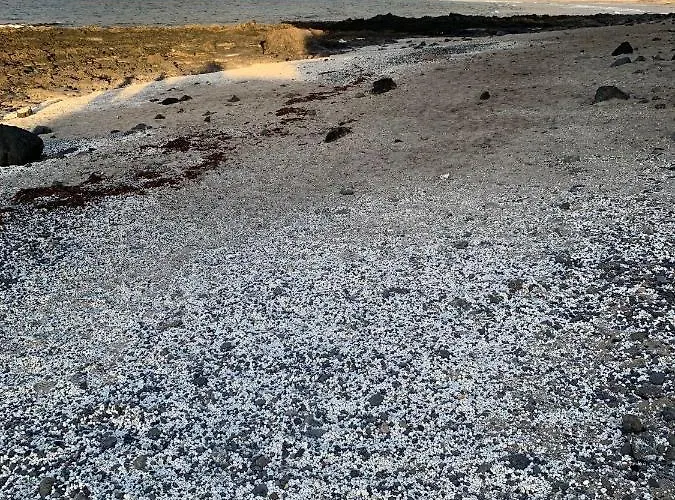 El Puertito By Tor Apartment